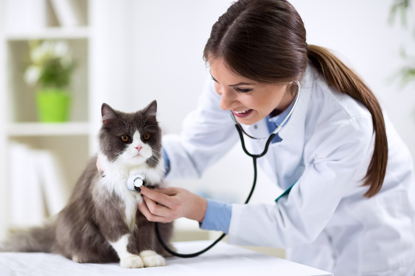 Veterinariana-2.jpg
