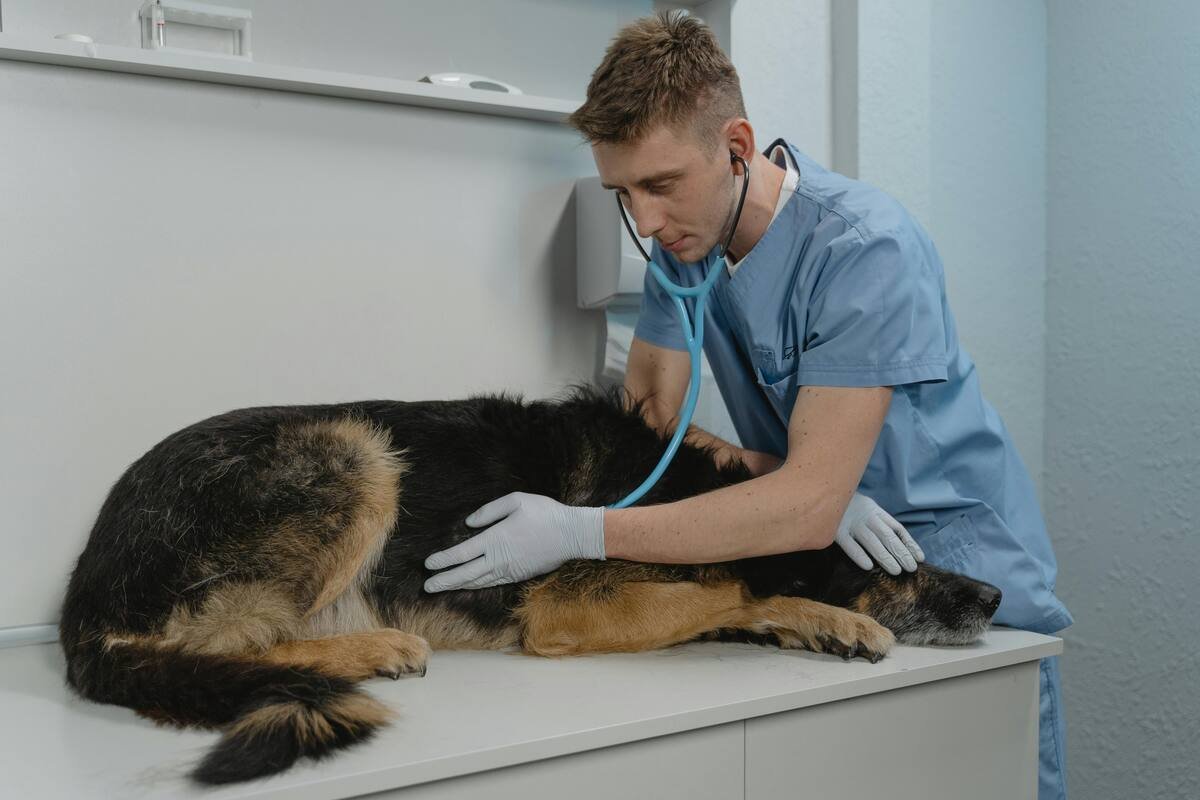 veterinario-3.jpg